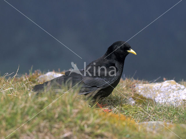 Alpenkauw (Pyrrhocorax graculus)