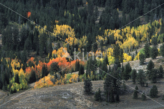 Quaking aspen (Populus tremuloides)