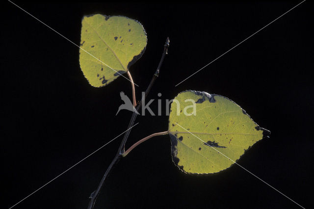 Amerikaanse ratelpopulier (Populus tremuloides)