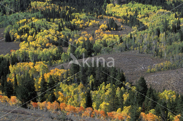 Quaking aspen (Populus tremuloides)