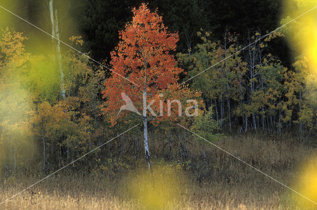 Quaking aspen (Populus tremuloides)