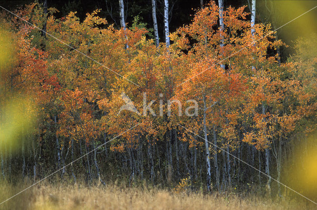 Quaking aspen (Populus tremuloides)