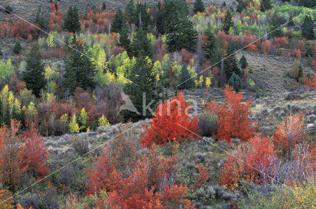 Quaking aspen (Populus tremuloides)