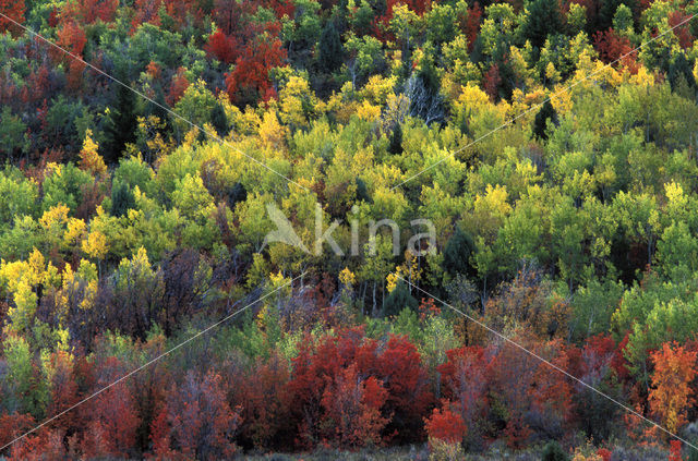 Quaking aspen (Populus tremuloides)