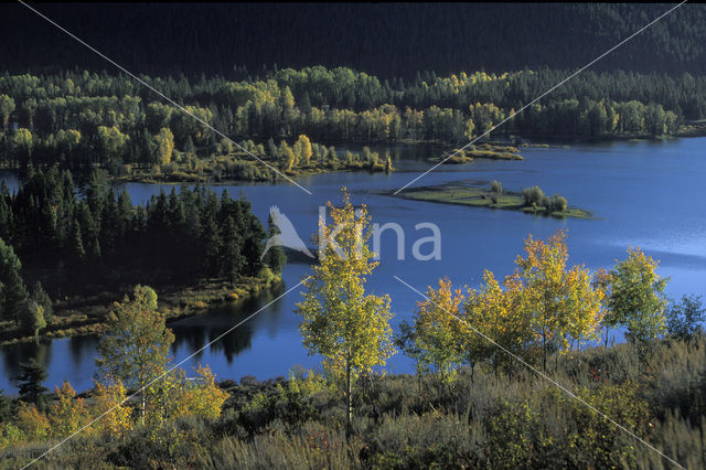 Amerikaanse ratelpopulier (Populus tremuloides)