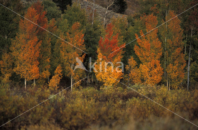 Quaking aspen (Populus tremuloides)