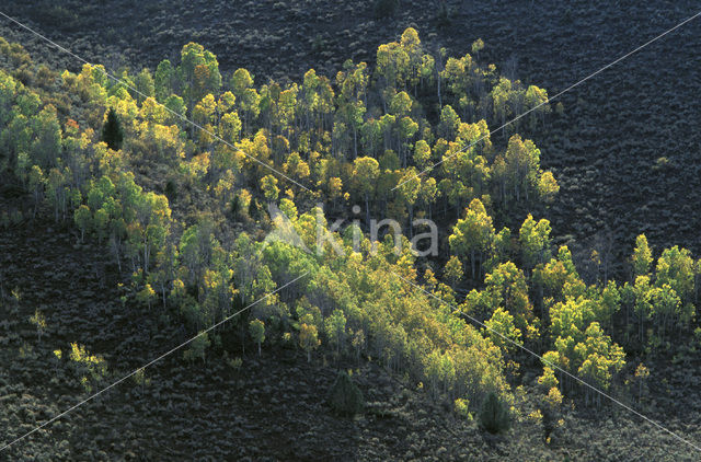 Quaking aspen (Populus tremuloides)