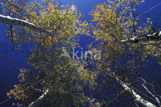 Quaking aspen (Populus tremuloides)