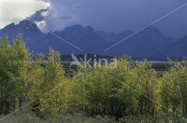 Amerikaanse ratelpopulier (Populus tremuloides)