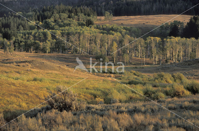 Quaking aspen (Populus tremuloides)