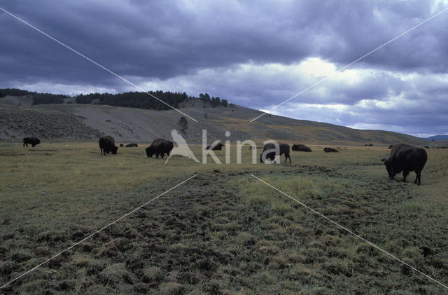 Buffalo (Bison bison)