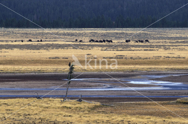 Buffalo (Bison bison)