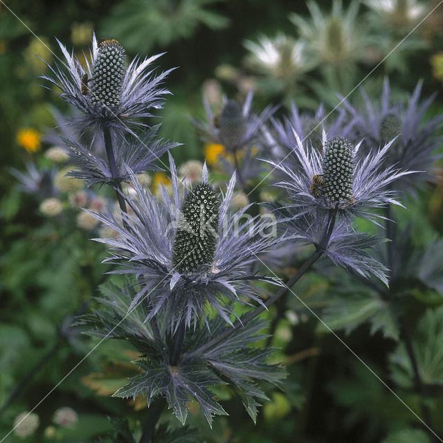 Eryngium spec