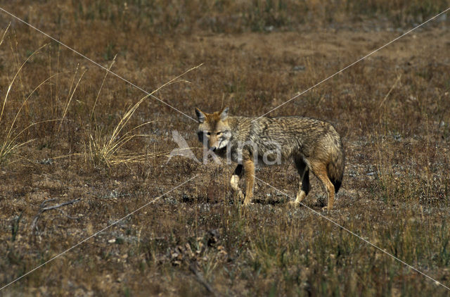 Coyote (Canis latrans)