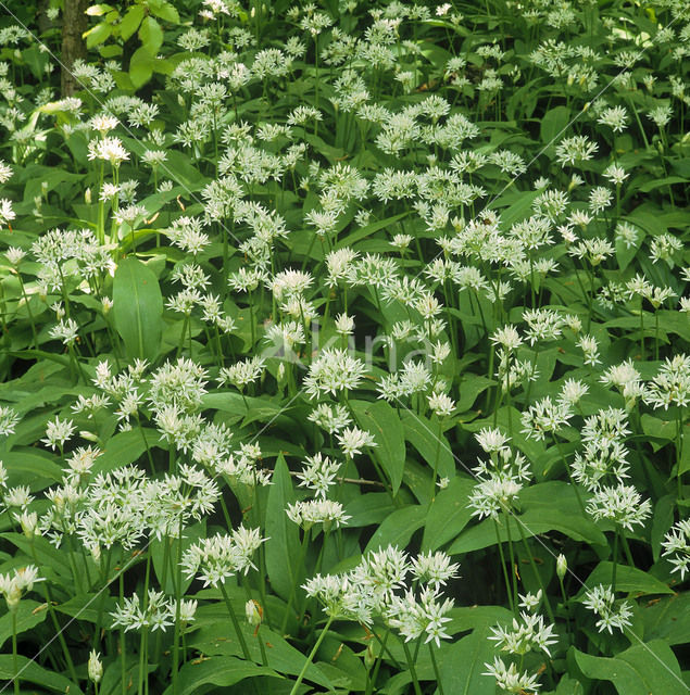 Ramsons (Allium ursinum)