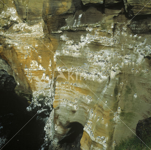 Black-legged Kittiwake (Rissa tridactyla)