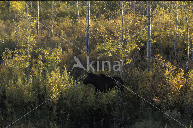 Eland (Alces alces)