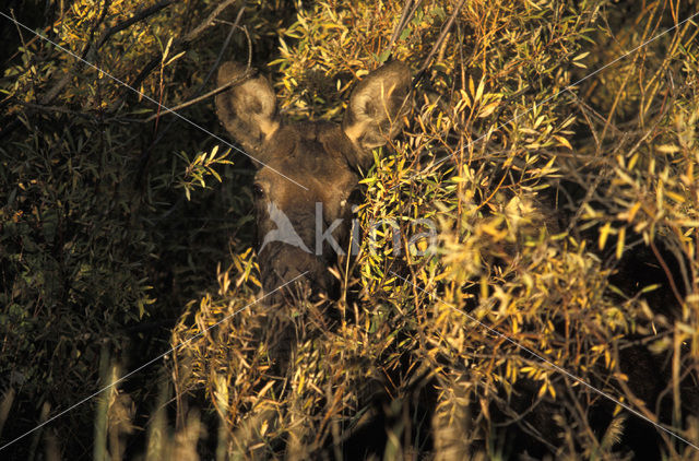 Eland (Alces alces)