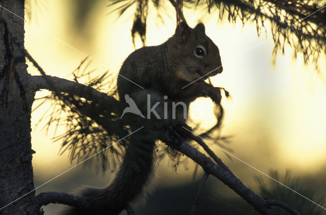 Grijze eekhoorn (Sciurus carolinensis)