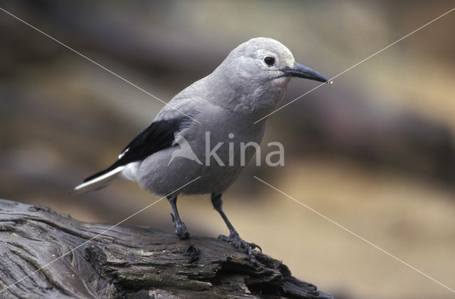 Clark’s nutcracker (Nucifraga columbiana)