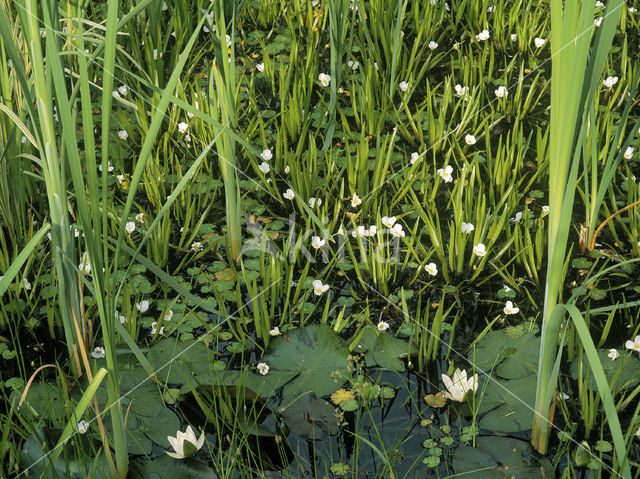 Grote lisdodde (Typha latifolia)