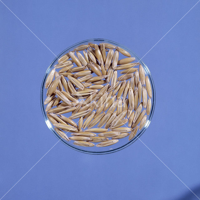 Cultivated Oat (Avena sativa)