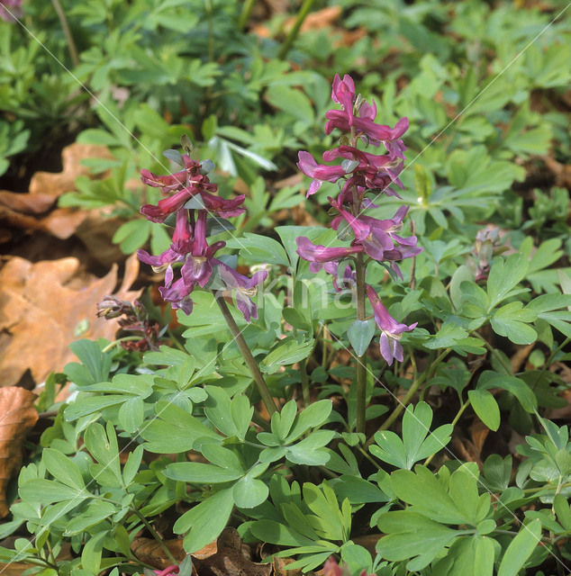 Holwortel (Corydalis cava)