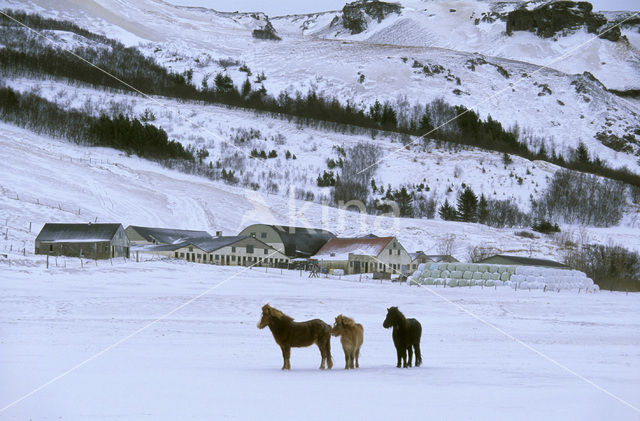 Icelandic Pony (Equus spp)