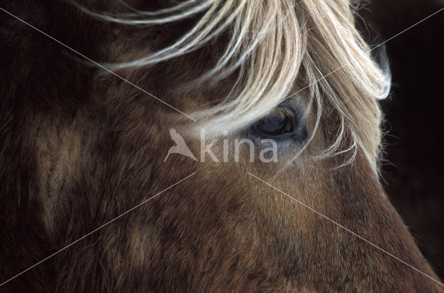 Icelandic Pony (Equus spp)