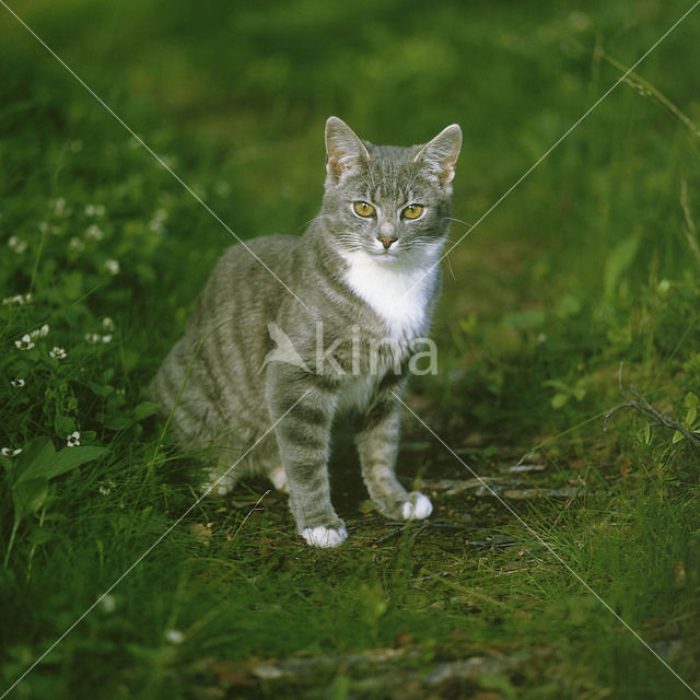 Kat (Felis domesticus