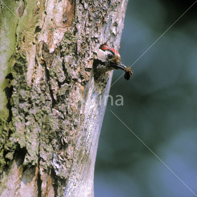 Kleine Bonte Specht (Picoides minor)