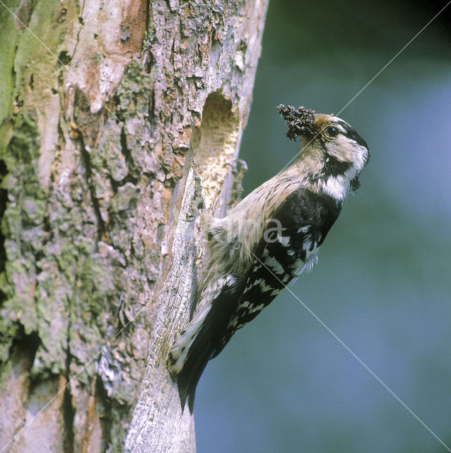 Kleine Bonte Specht (Picoides minor)