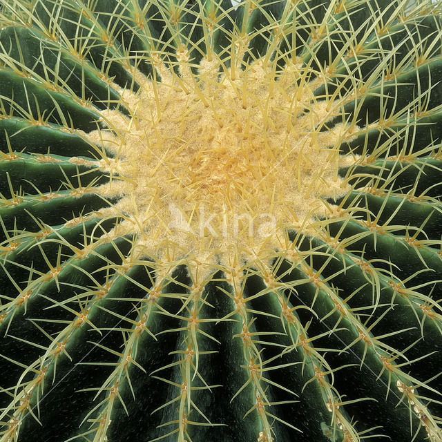 Golden Barrel (Echinocactus grusonii)