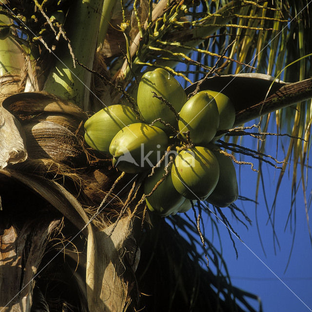 Coconut Palm (Cocos nucifera)