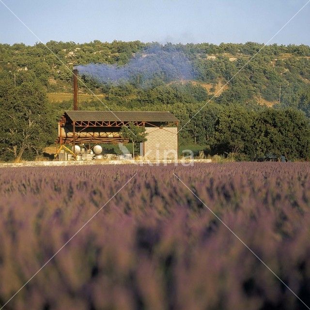 Lavendel (Lavandula spec.)
