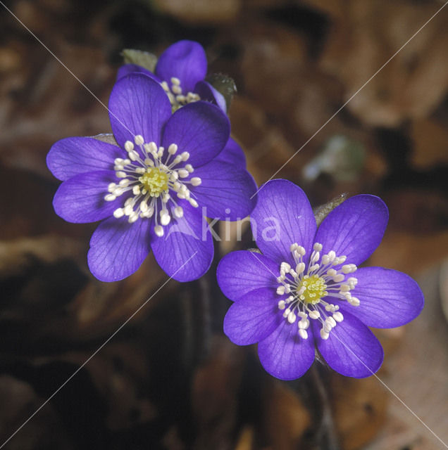 Round-lobed Hepatica (Hepatica nobilis)
