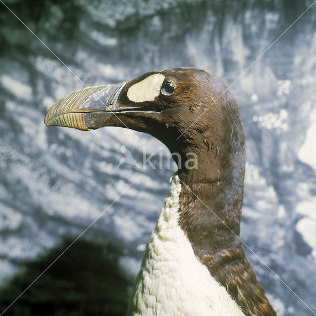Reuzenalk (Pinguinus impennis)