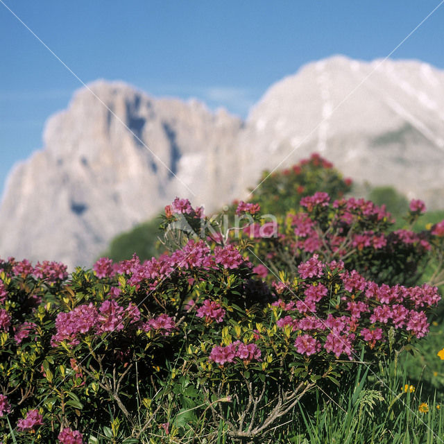 Rusty-leaved Alpenrose (Rhododendron ferrugineum)