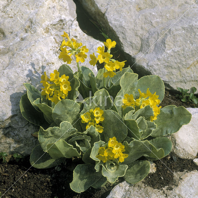 yellow-flowered primrose (Primula auricula)