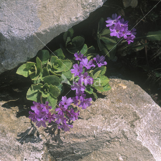 Sleutelbloem (Primula marginata)