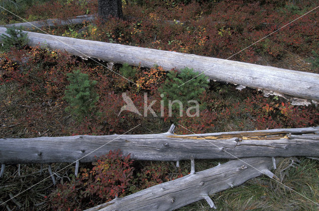 Spruce (Picea)