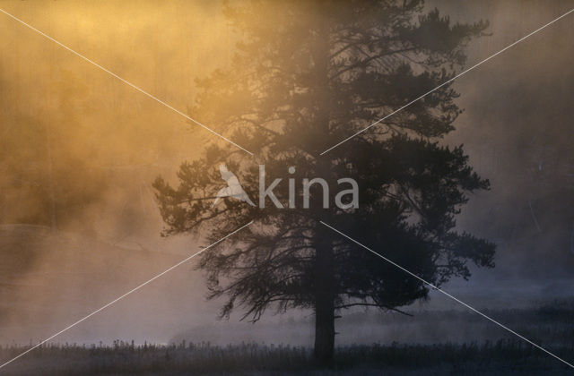 Spruce (Picea)