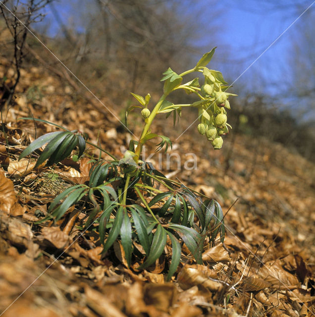 Stinking Hellebore (Helleborus foetidus)