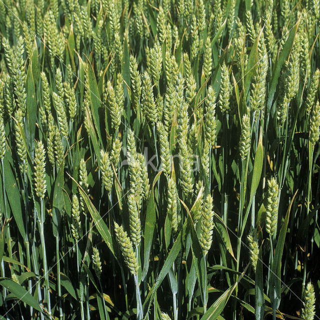 Bread Wheat (Triticum aestivum)