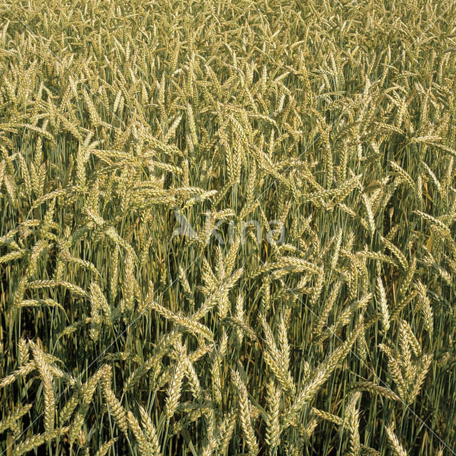 Tarwe (Triticum aestivum)