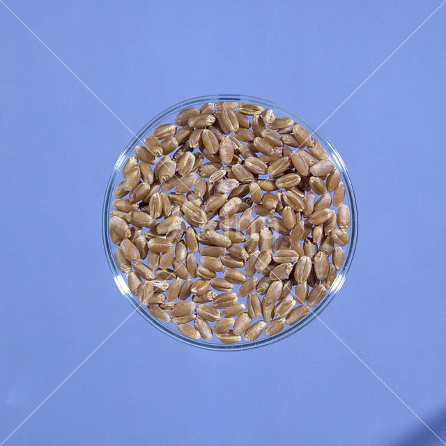 Tarwe (Triticum aestivum)