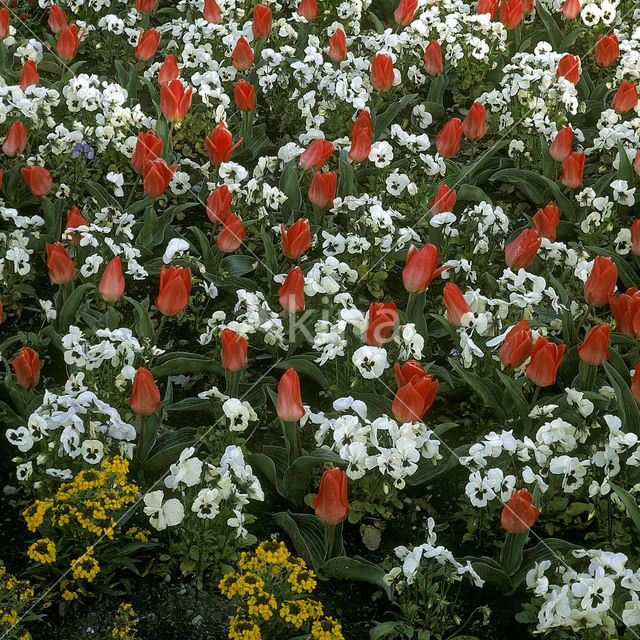 Tulip (Tulipa)