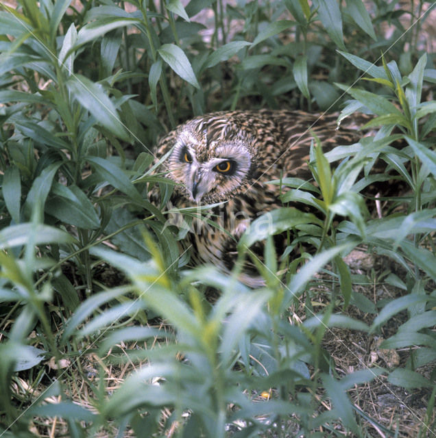 Short-eared Owl (Asio flammeus)