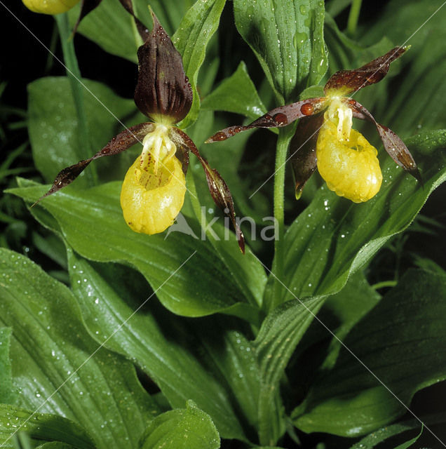 Lady’s slipper (Cypripedium calceolus)