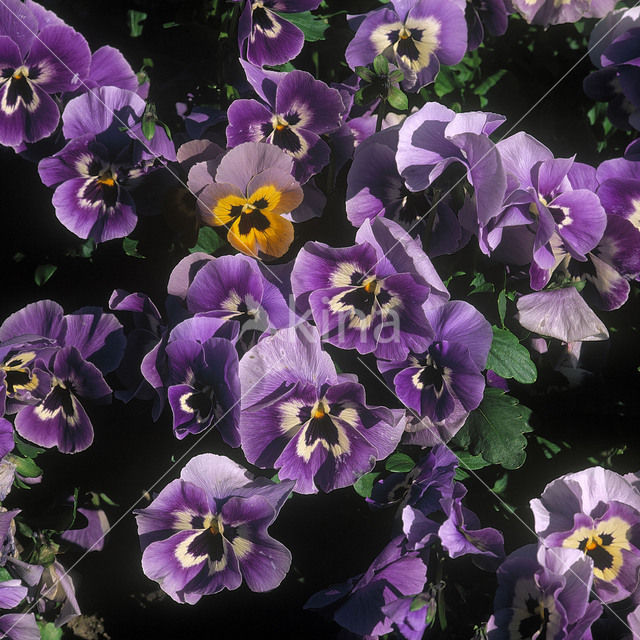 Viooltje (Viola spec.)